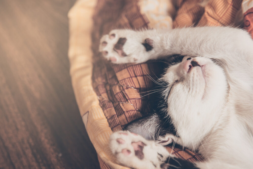 Cat sleeping in basket