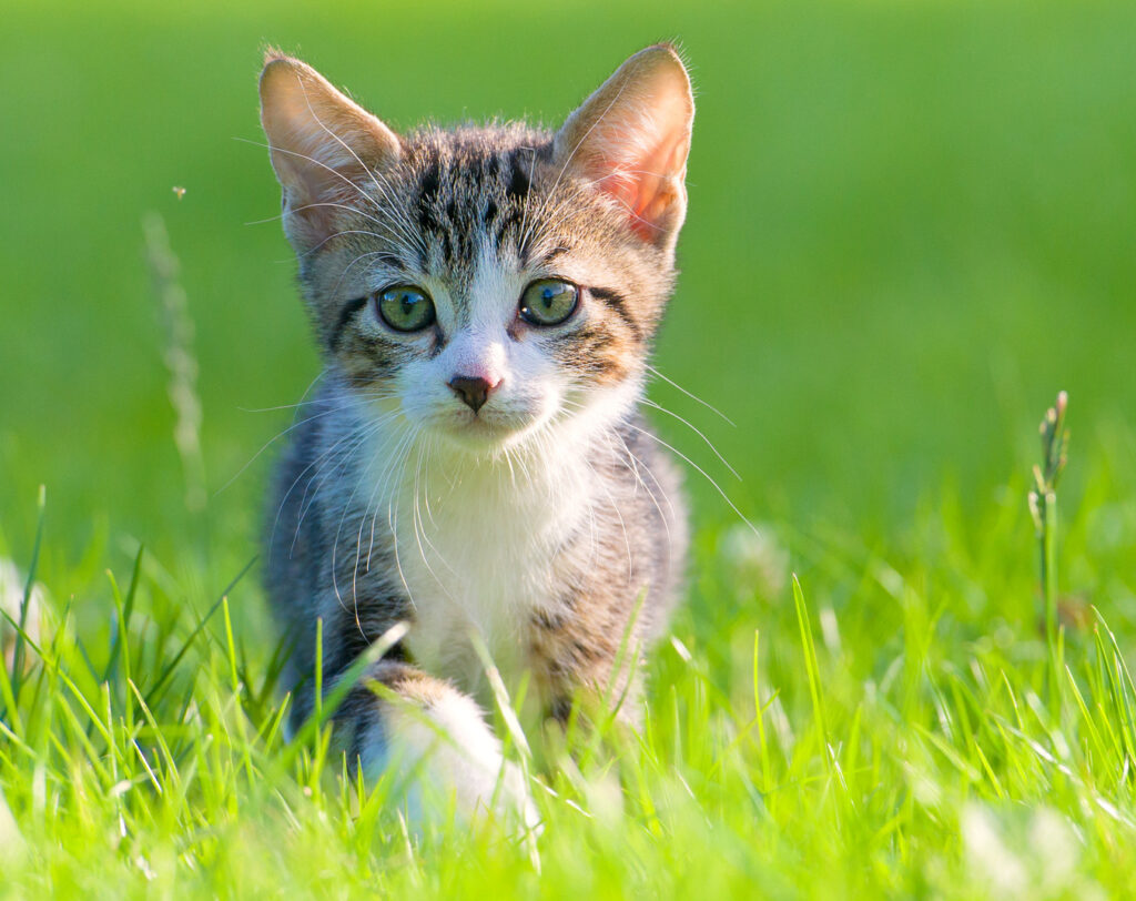 Tabby patterned kitten in an article about how old cats are in human years.