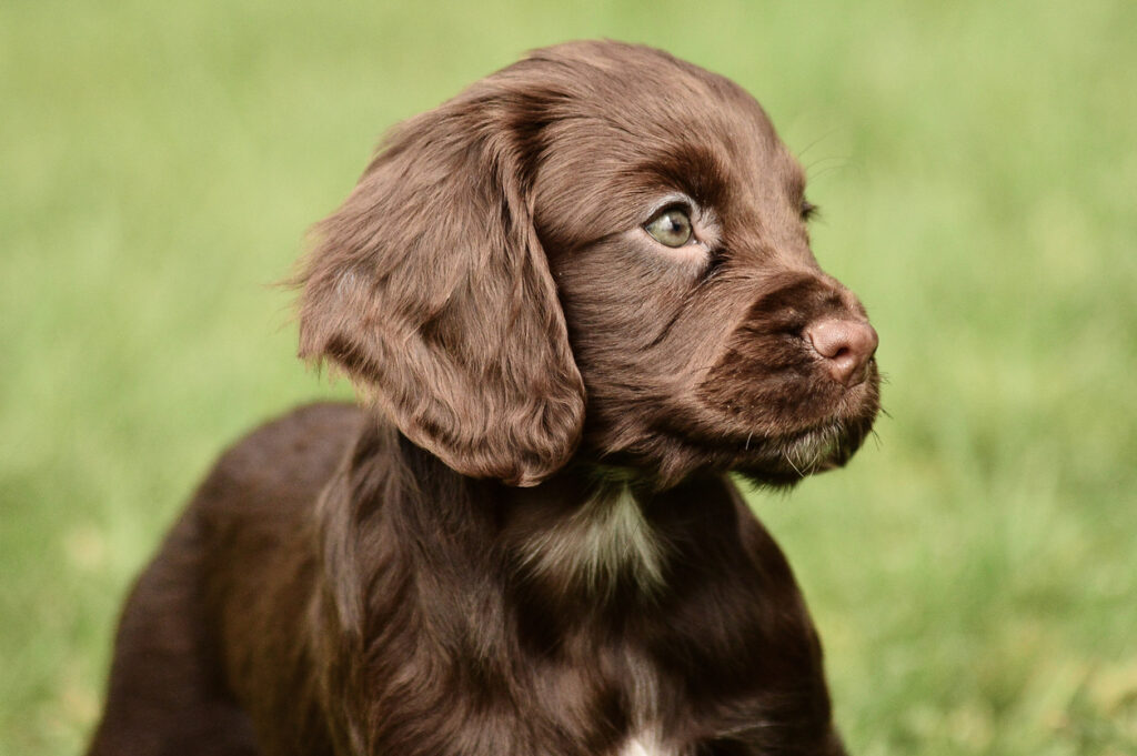 Brown spaniel puppy in an article about puppy training tips.