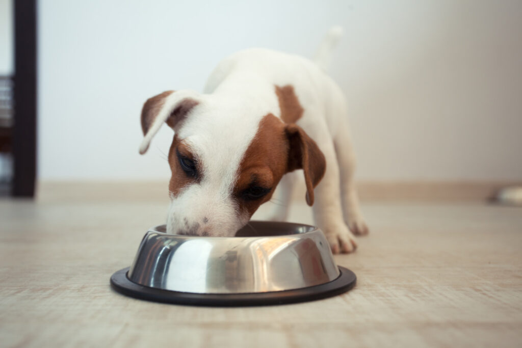 Puppy eating