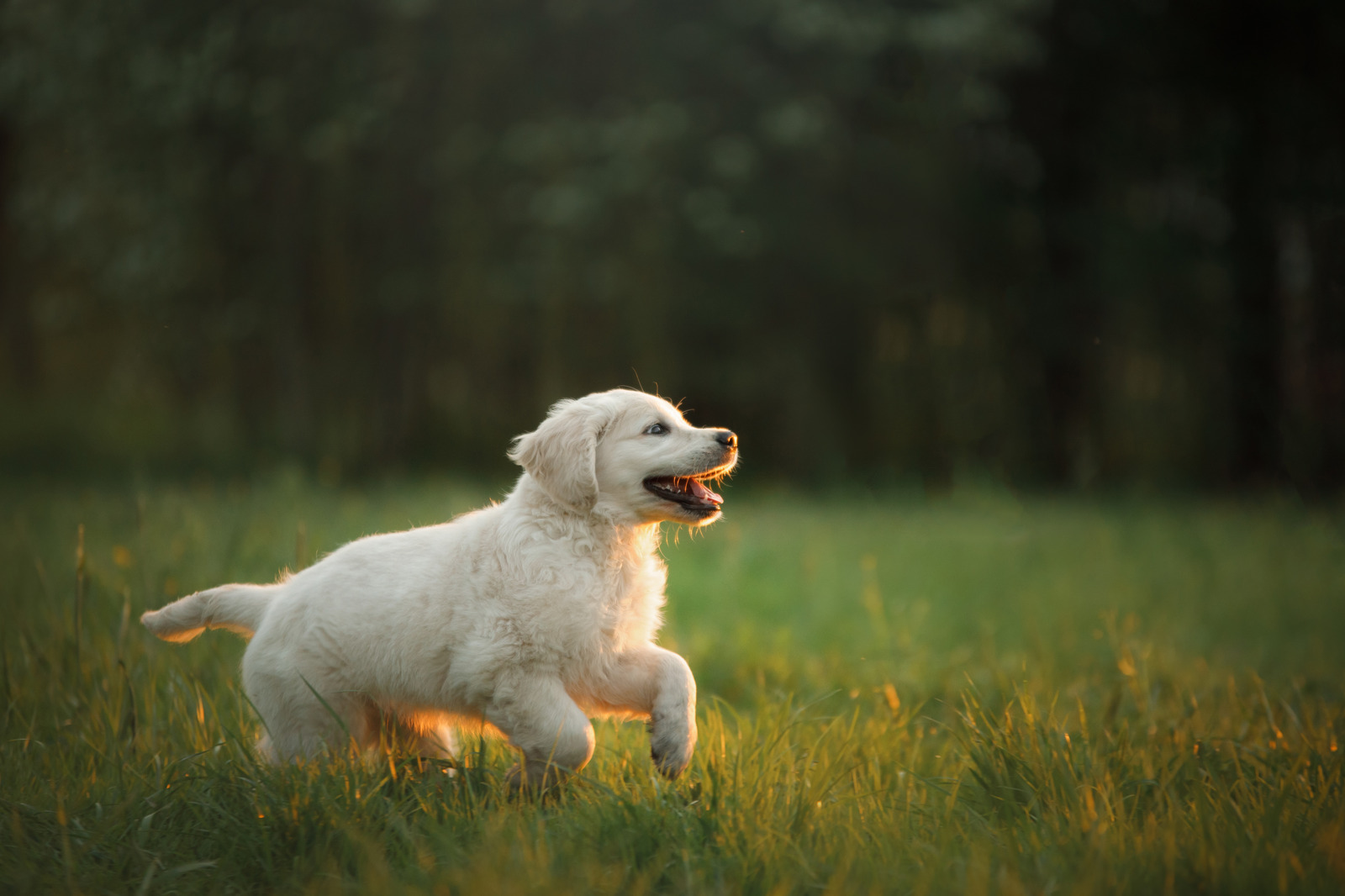 How much should I feed my puppy? Vital Pet Club