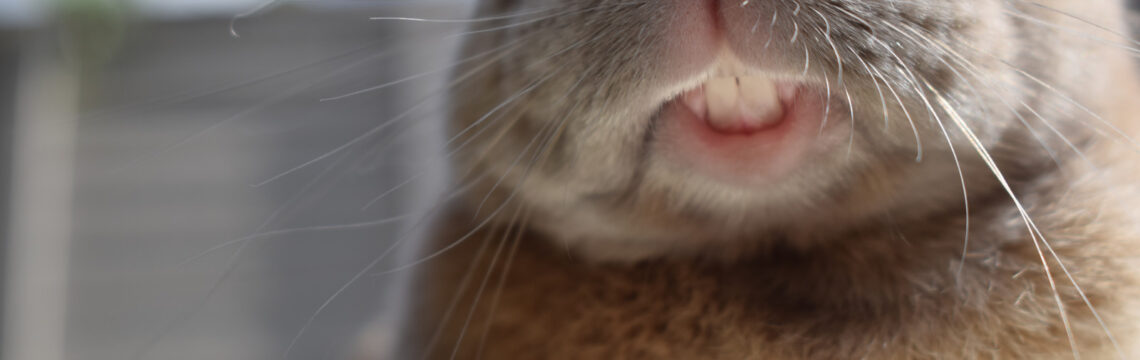 Guinea pig and rabbit teeth…