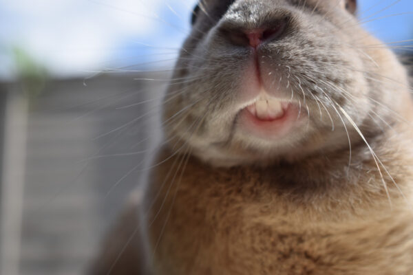 Guinea pig and rabbit teeth…