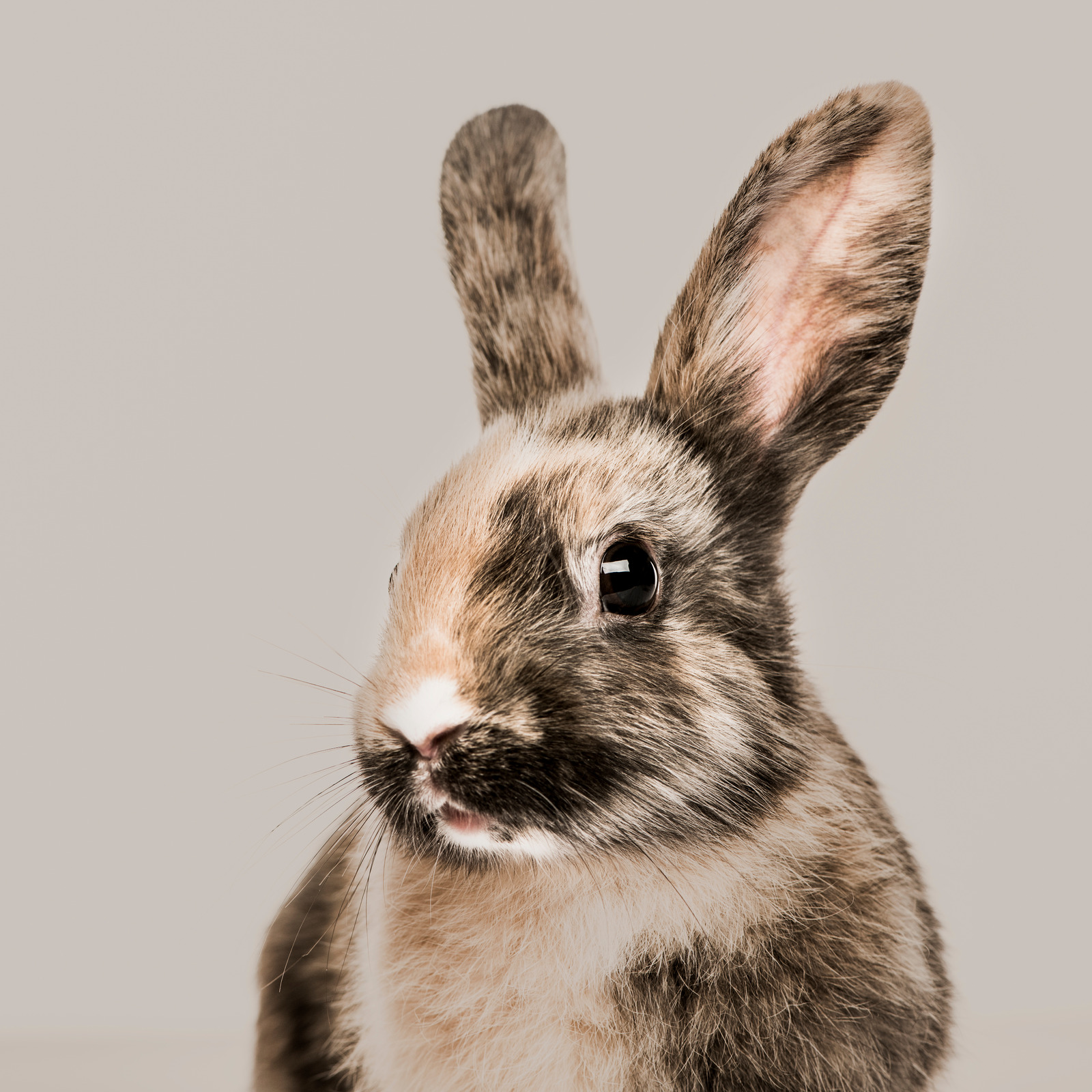 Do rabbits need hay? Pet Advice Articles Vital Pet Club