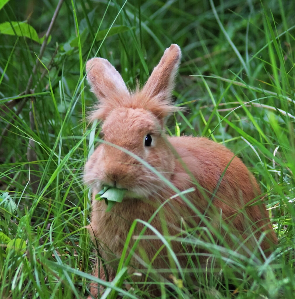 Image shows pet rabbit using its incisor teeth to grab grass to munch on.