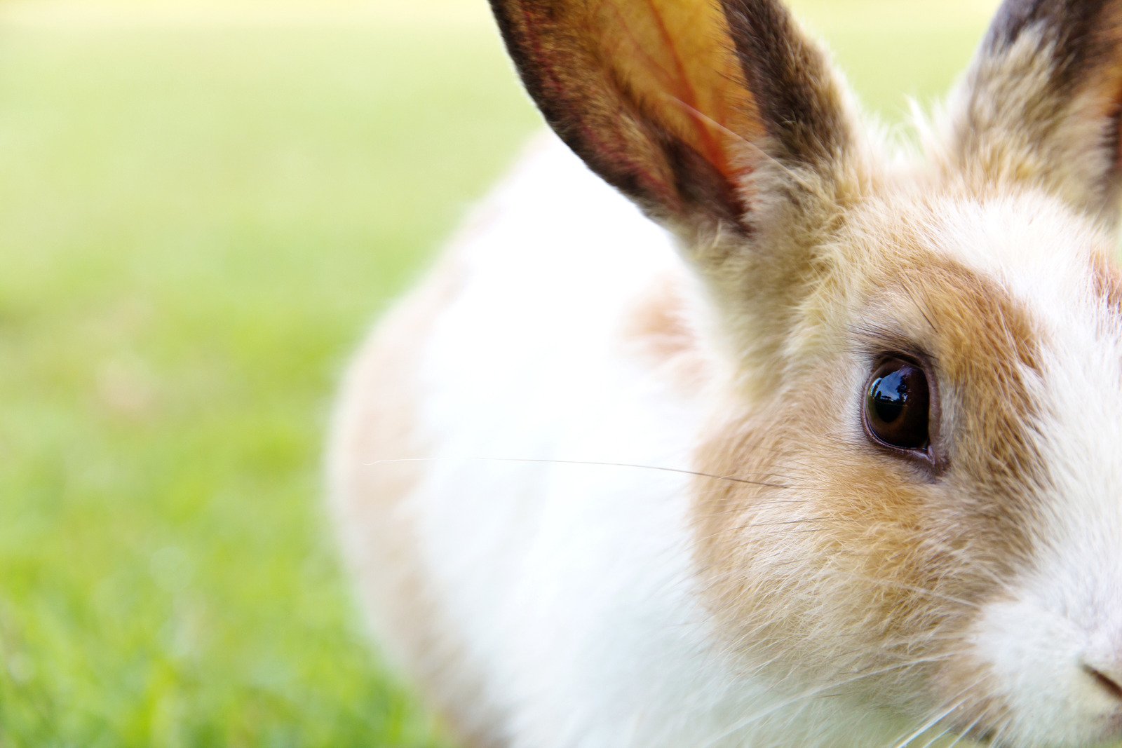 Do rabbits need hay? Pet Advice Articles Vital Pet Club
