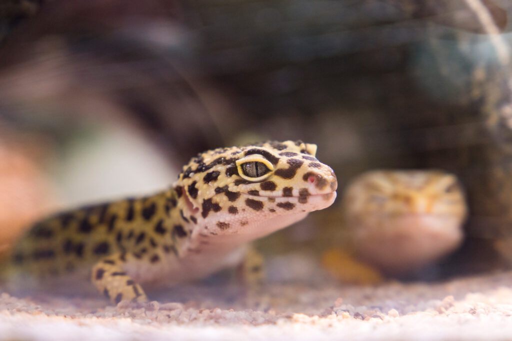 Image shows a lizard in an article about whether reptiles need heat lamps.