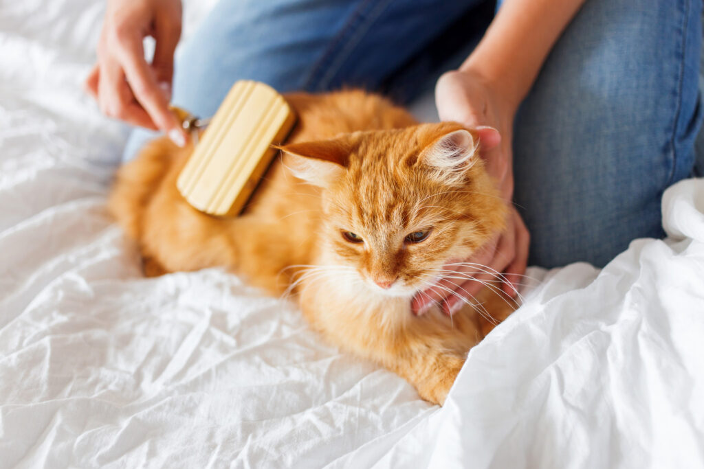 Ginger cat being groomed