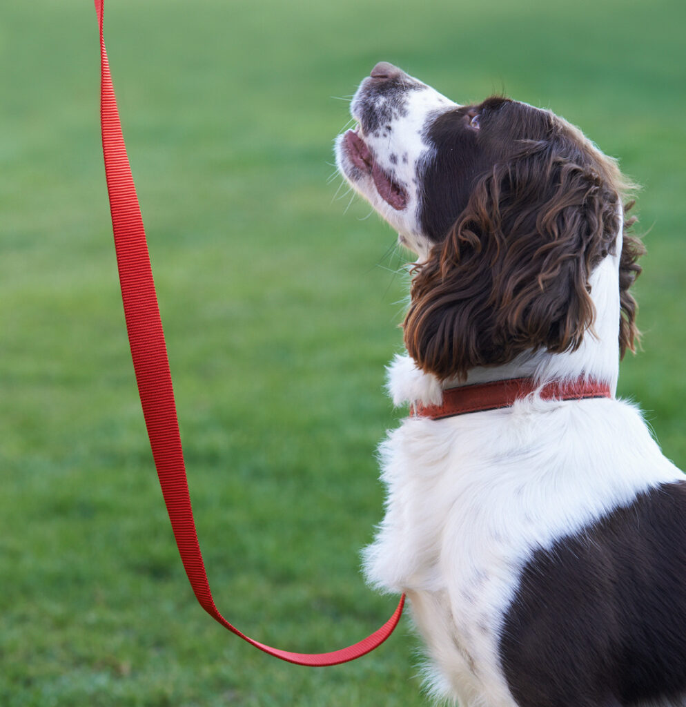 Picture of spaniel on a red dog lead.