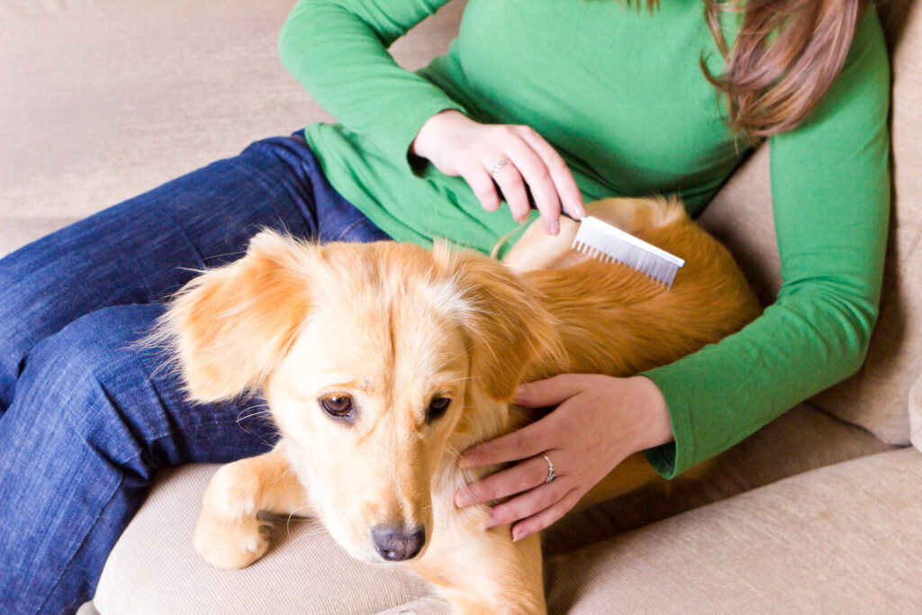 Image showing a woman grooming her dog with a comb in an article about how dogs get fleas.