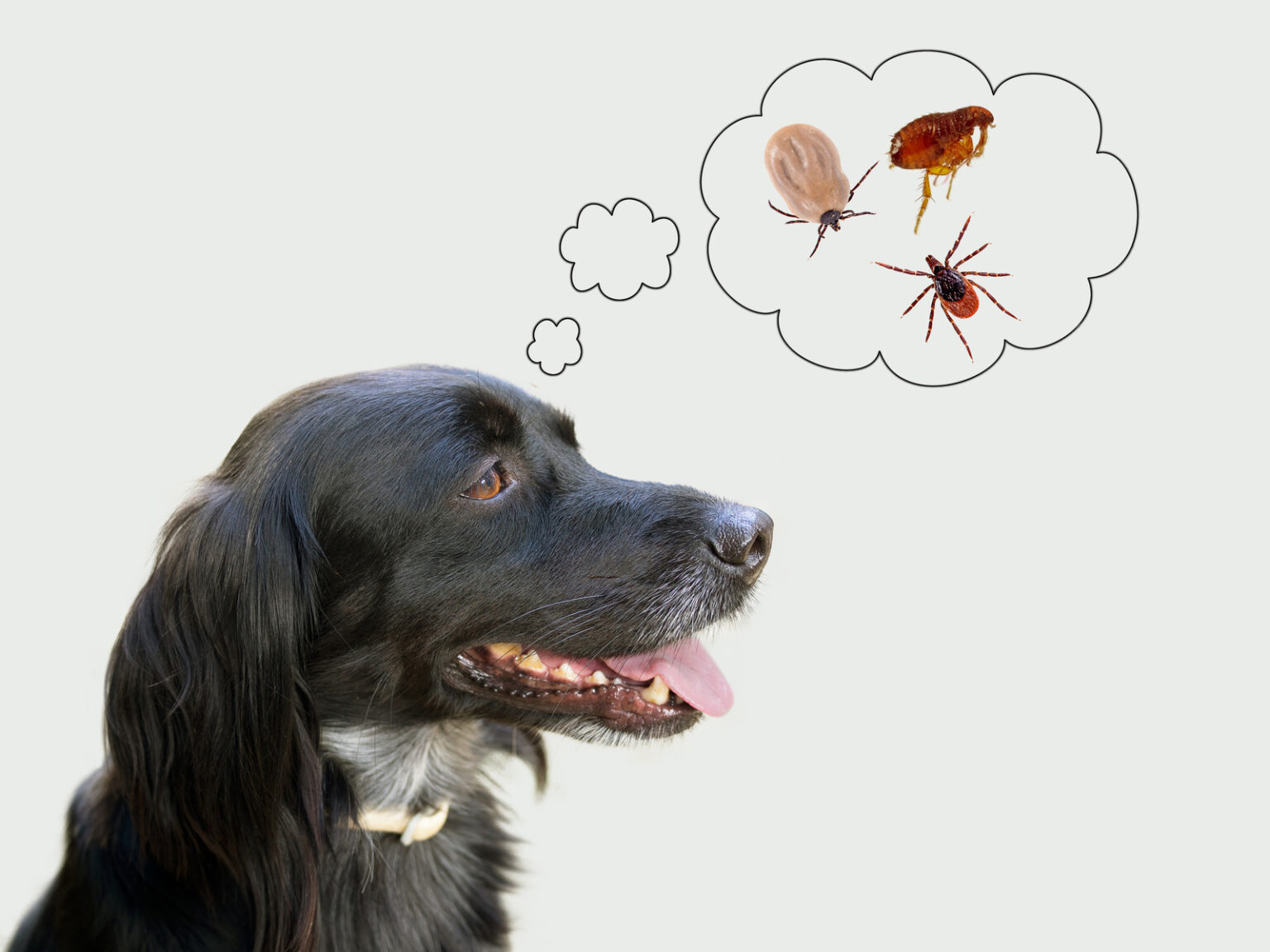 How do dogs get fleas? Pet Advice Articles Vital Pet Club