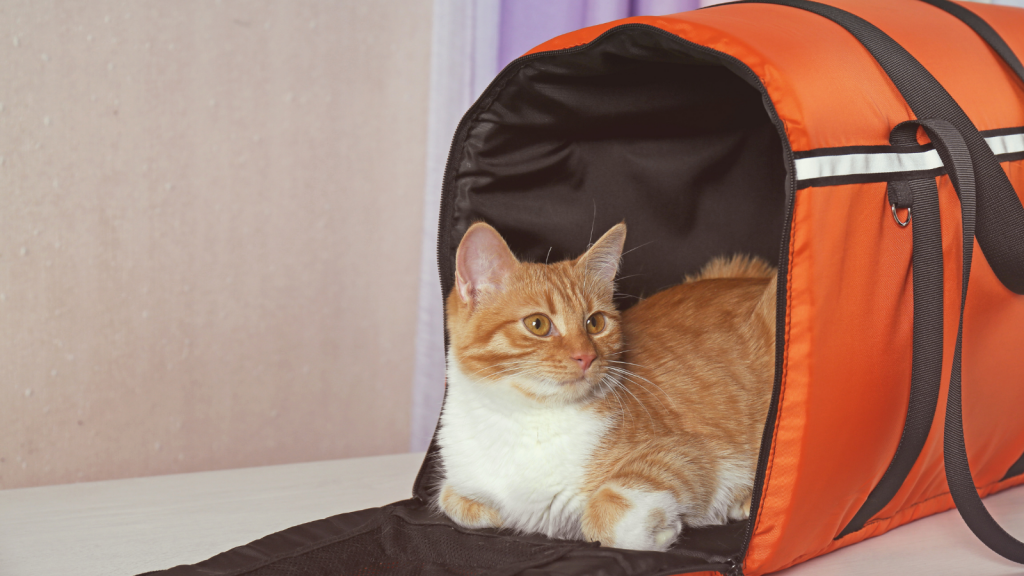 Cat Carrier Training Pet Advice Articles Vital Pet Club