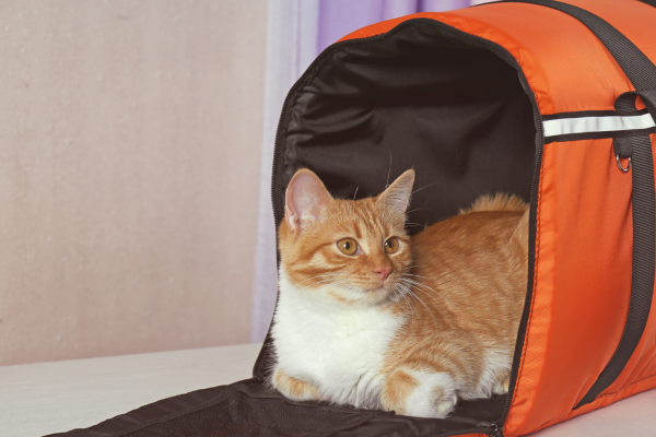 Cat Carrier Training