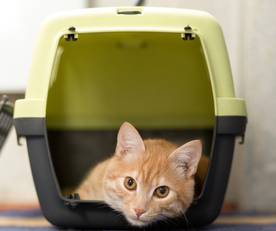 Cat sitting in cat carrier