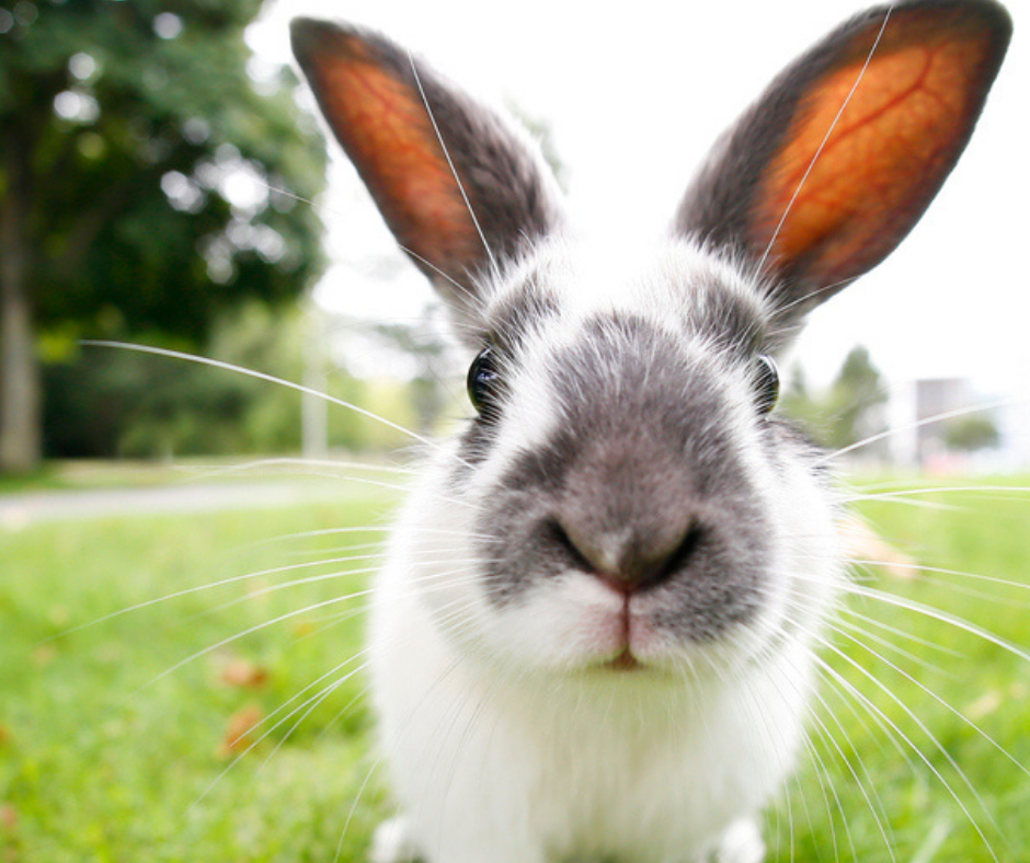 Grey and white rabbit in article about rabbit binkying.