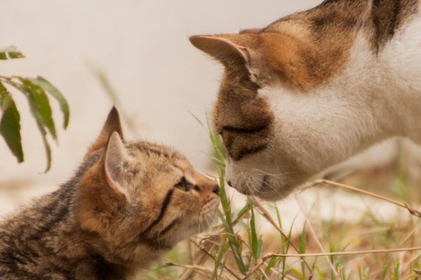 How to introduce your kitten to a cat…