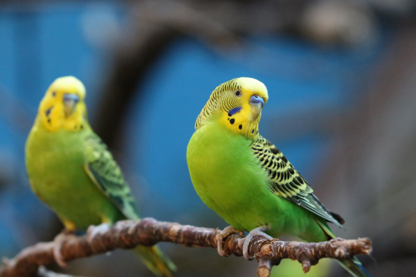 Baths for pet birds