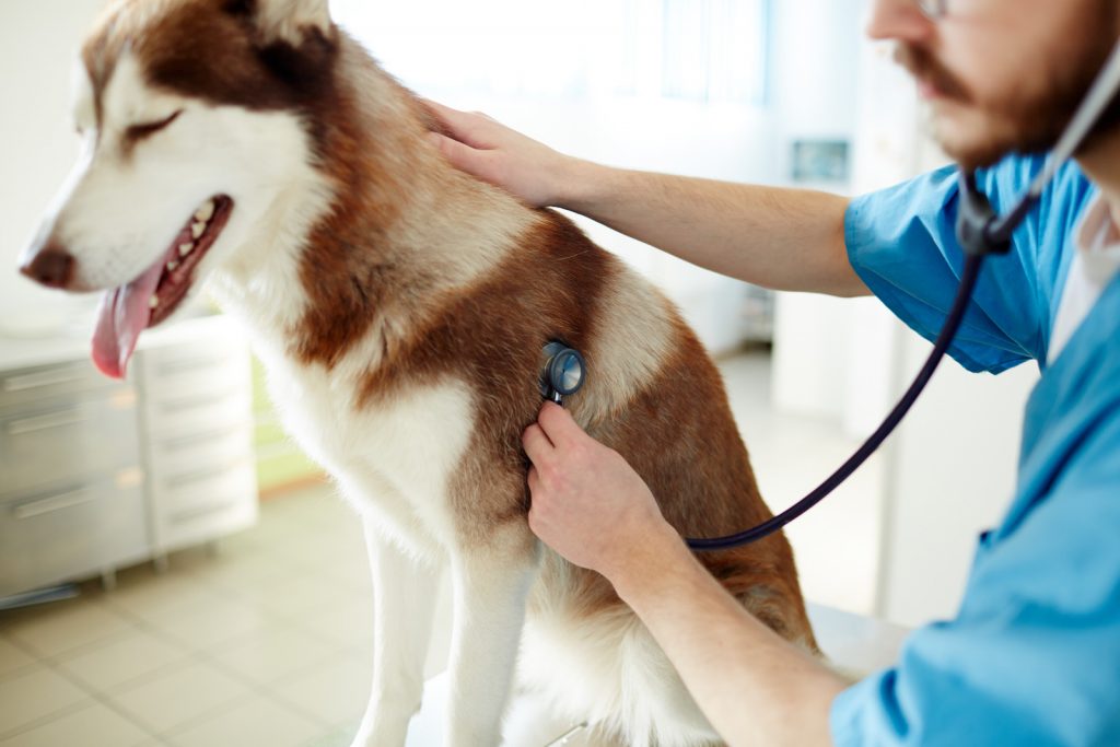 Vet listening to a dogs heart in an article about how many UK vet practices there are.