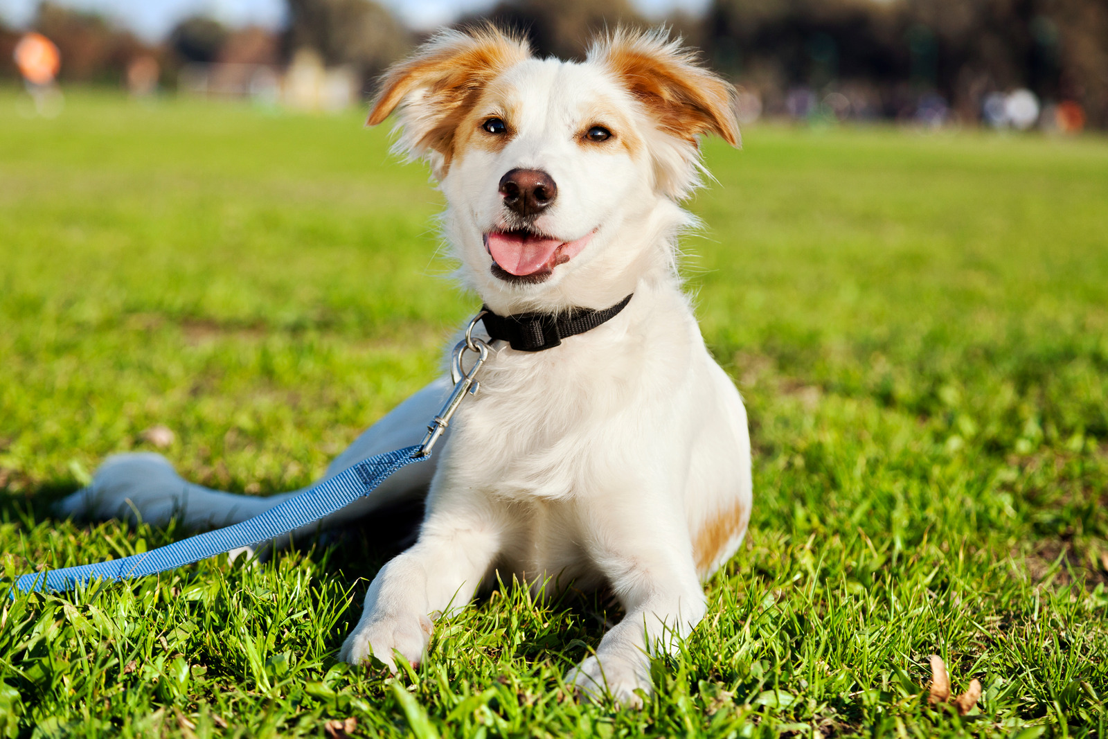 Which dog breed is best for me? Advice Vital Pet Club