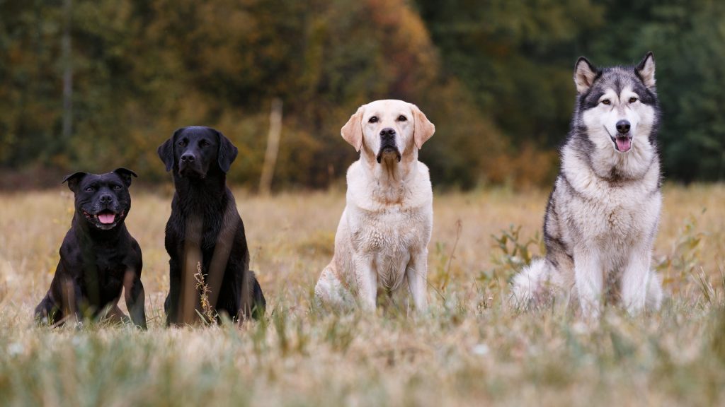 Photo of four different dog breeds