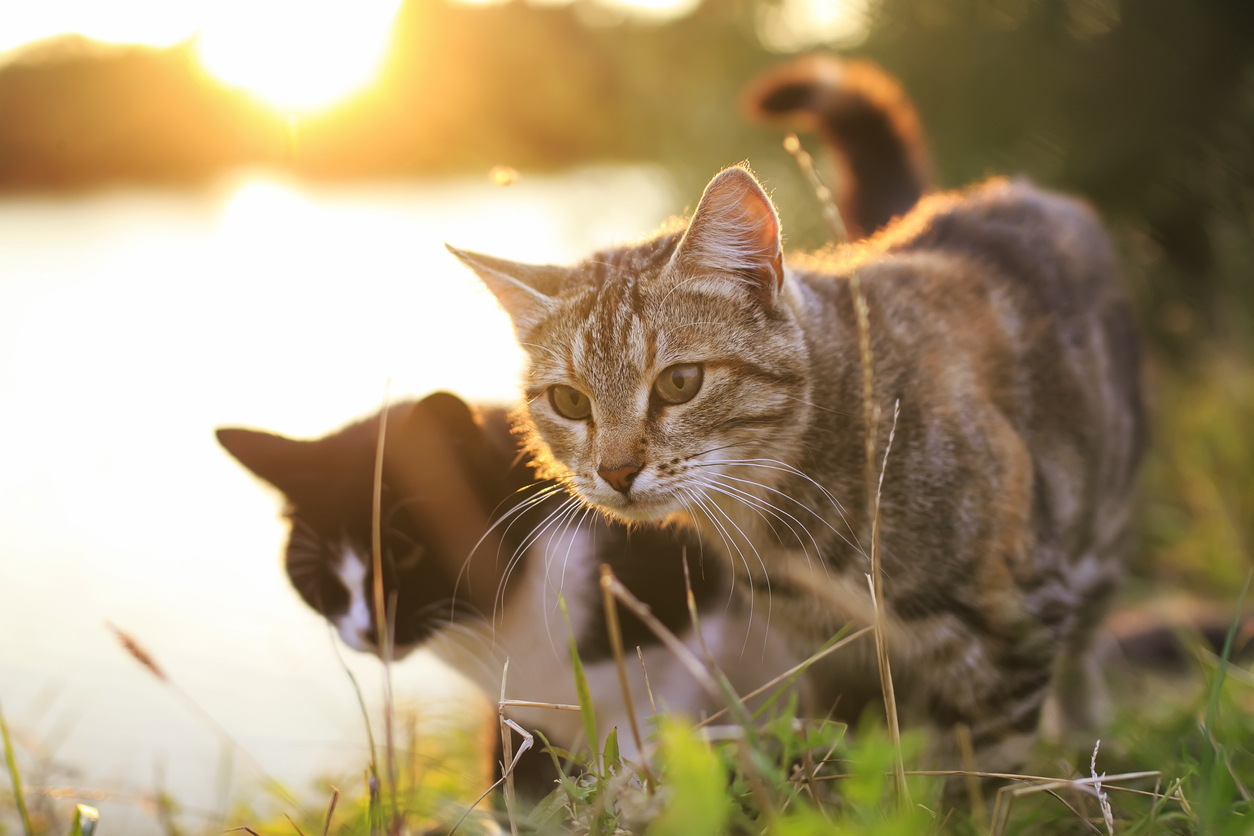 How to introduce your kitten to a cat… - Vital Pet Club