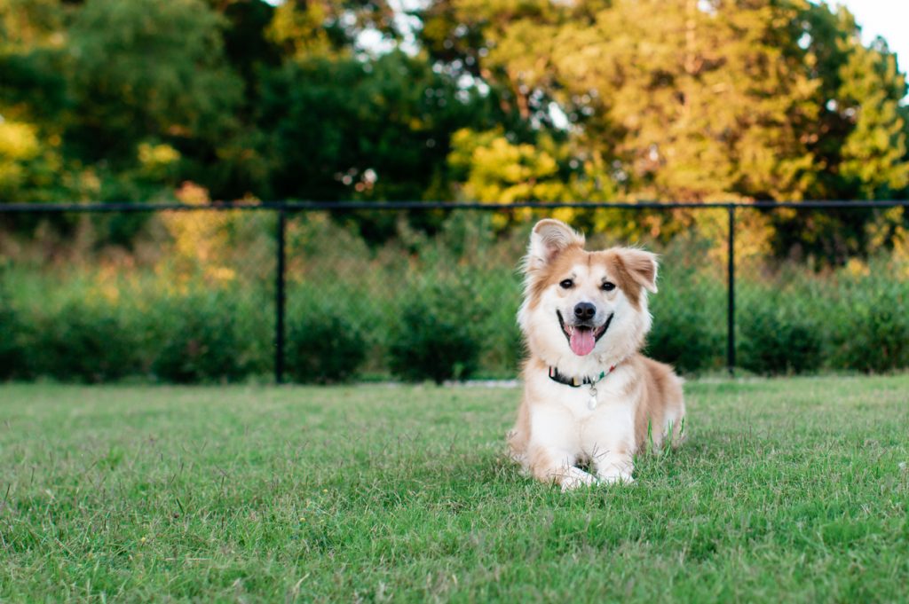 Dog at a rescue centre