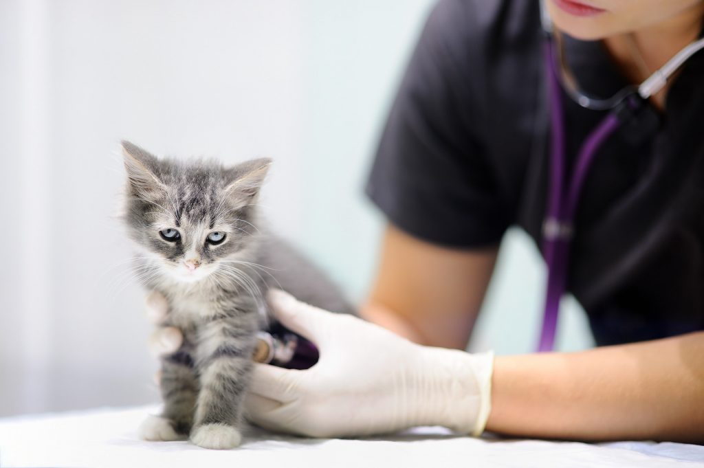 A vet listening to a kittens heart with a stethoscope.