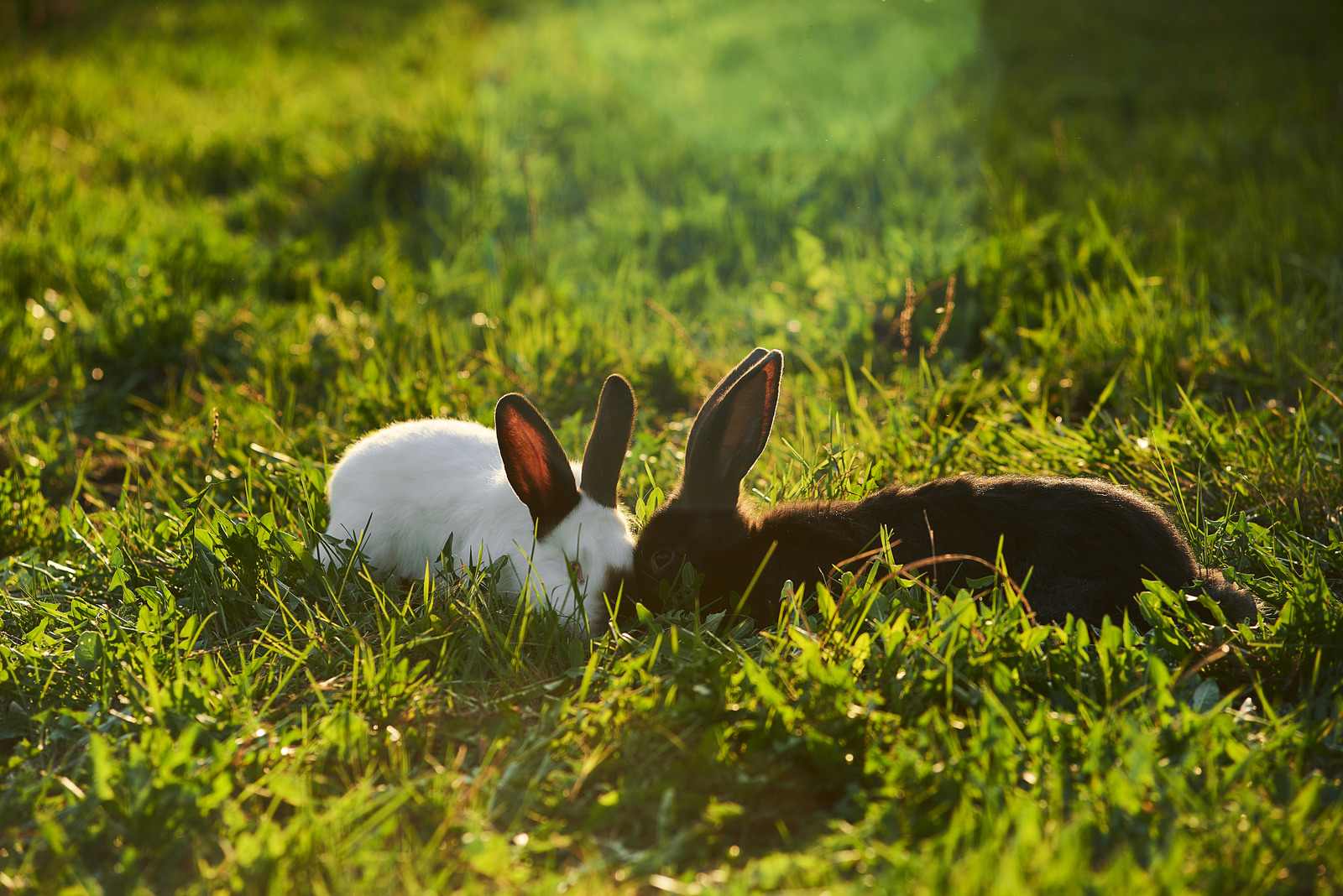 Can Bird And Rabbit Poop Make Dogs Sick