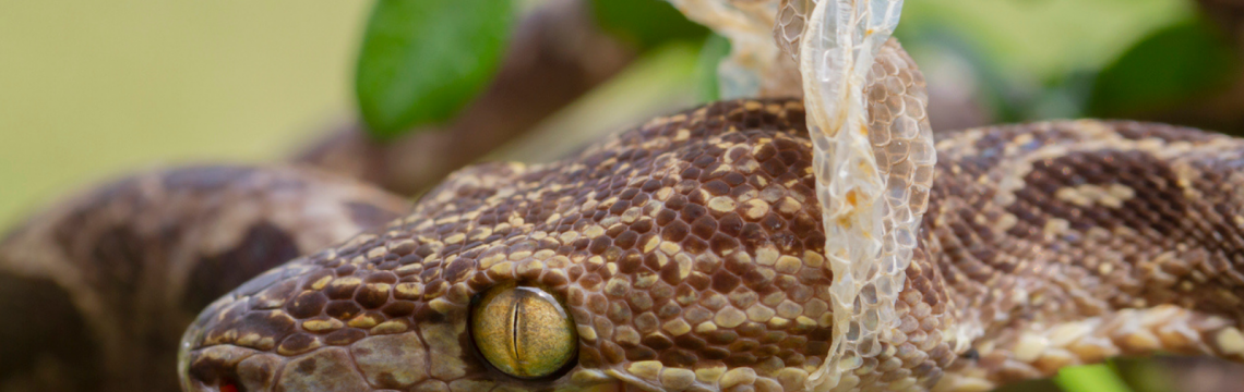 Snakes and shedding