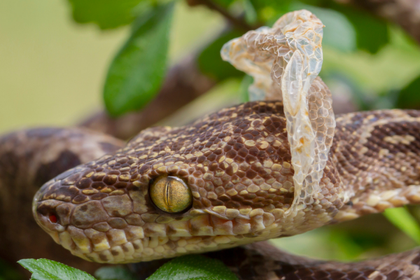 Snakes and shedding