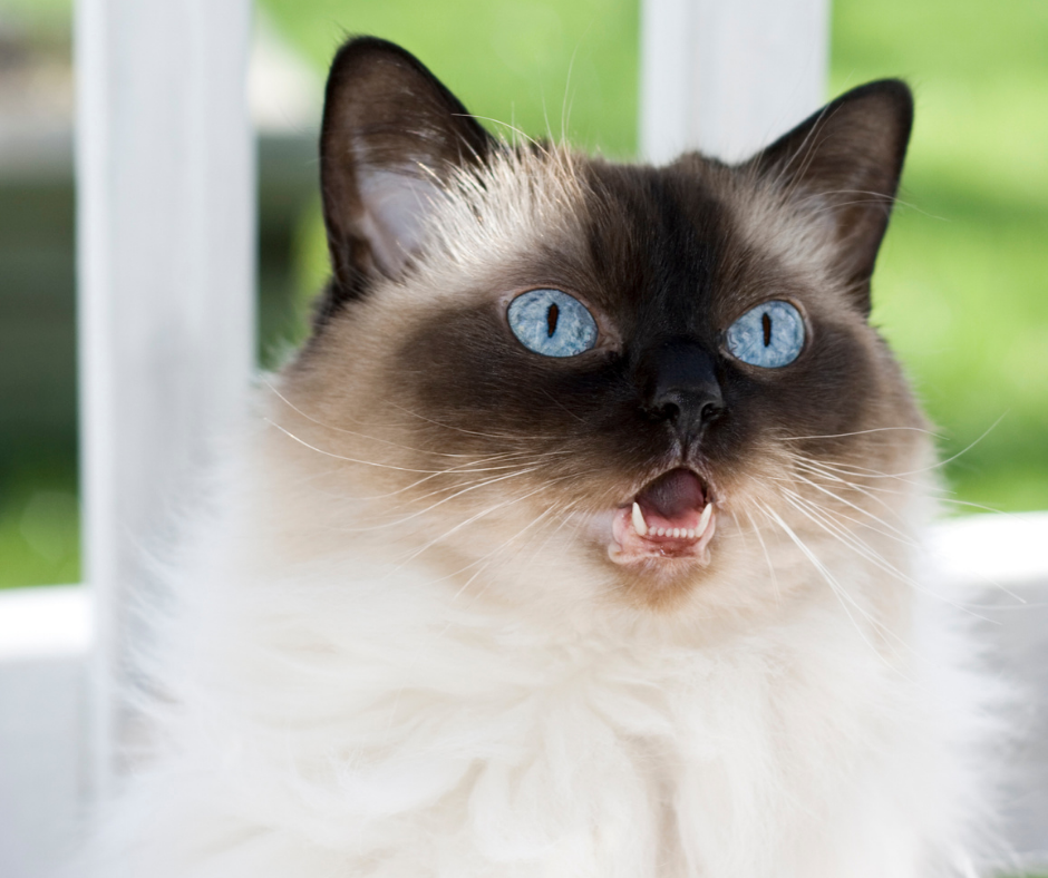 Grey and white cat meows.