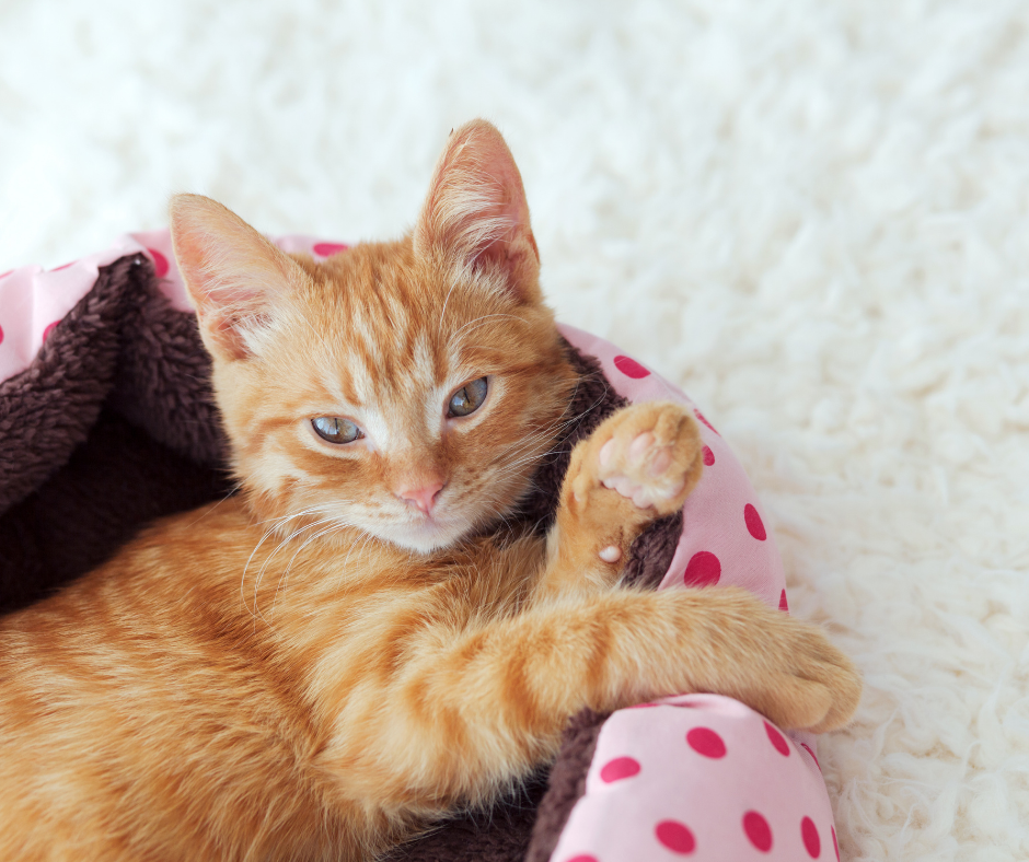 Ginger cat in pink basket