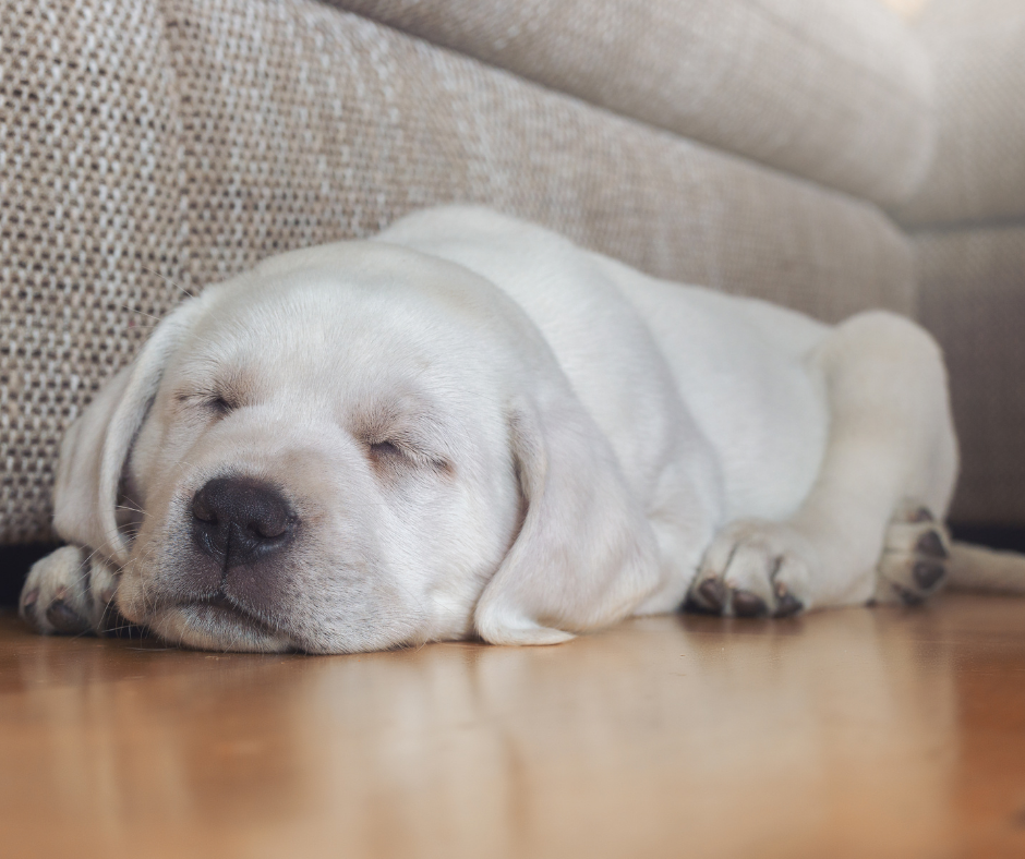 Dog asleep in an article on what dogs dream about.