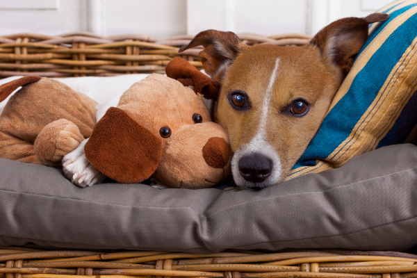 Choosing a dog bed