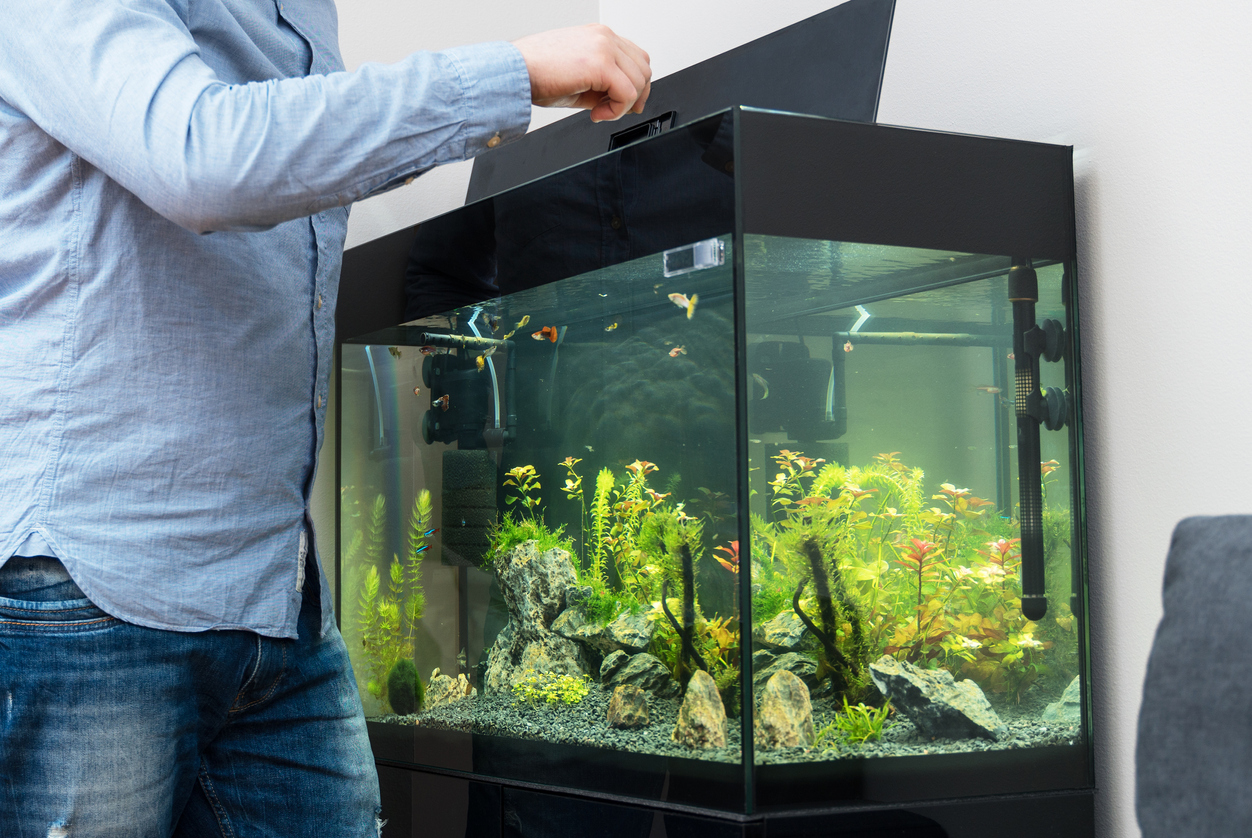 How to set up a new fish tank Advice Vital Pet Club