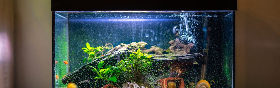 How to set up a new fish tank