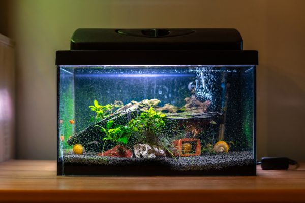 How to set up a new fish tank