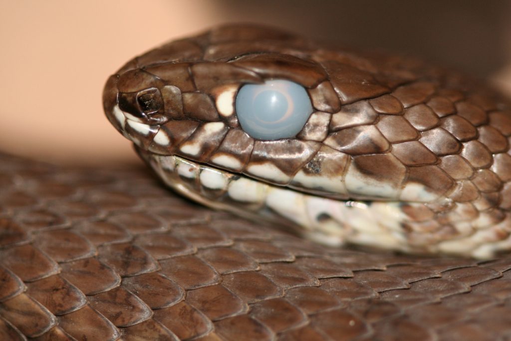 Snake with eye clouding which may be because it is about to shed its skin.