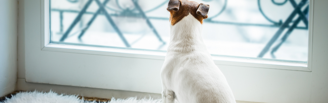 Separation anxiety in dogs