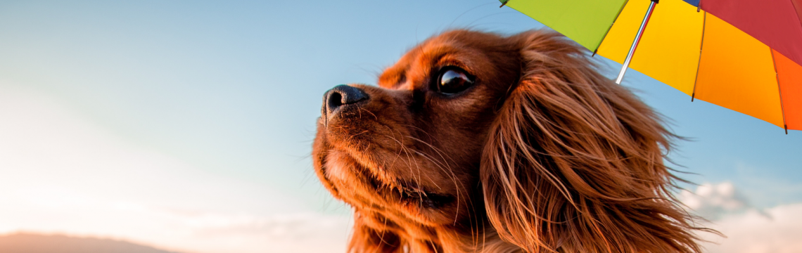 Keeping your dog cool