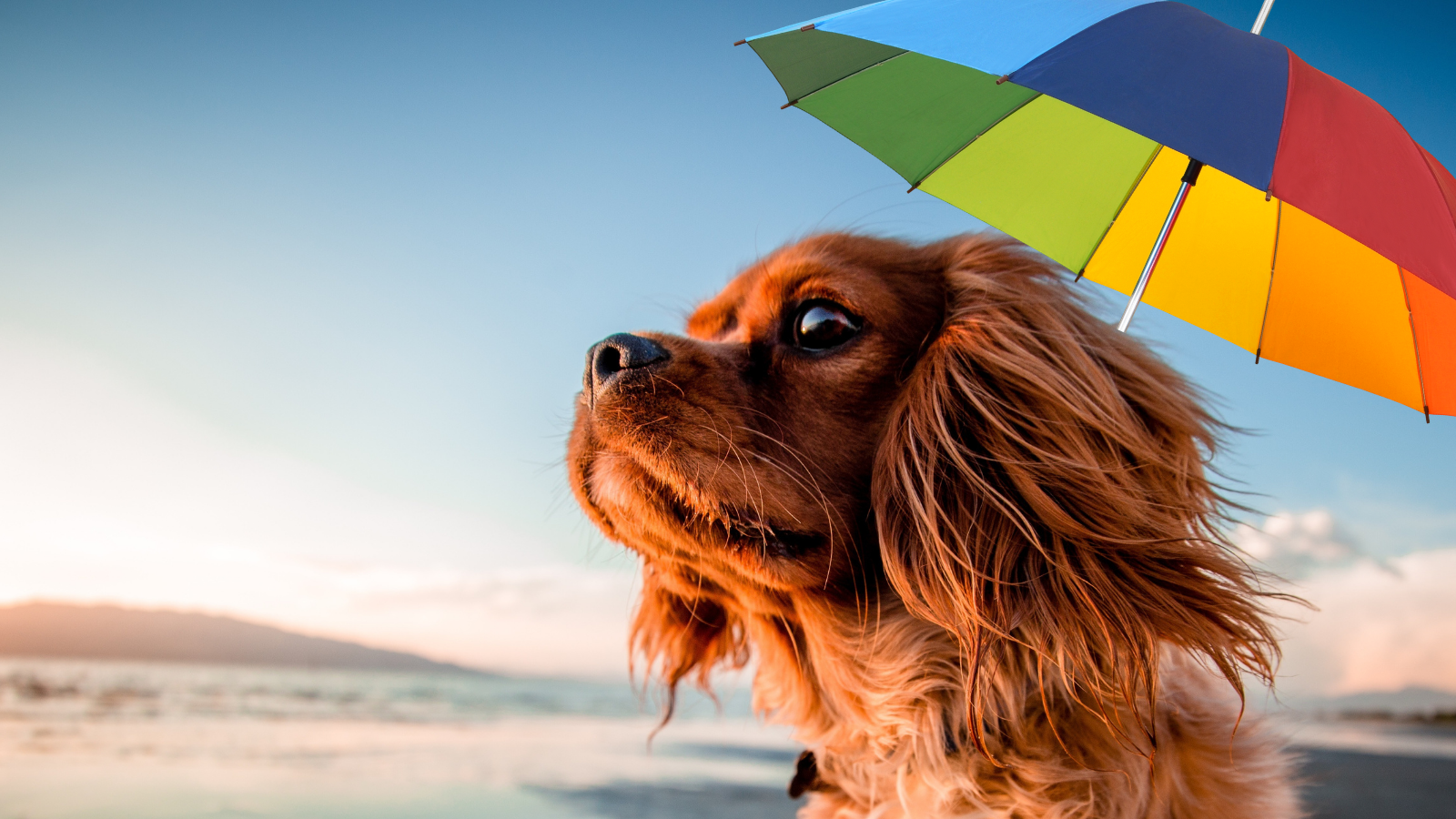 Keeping your dog cool Dog Advice Articles Vital Pet Club