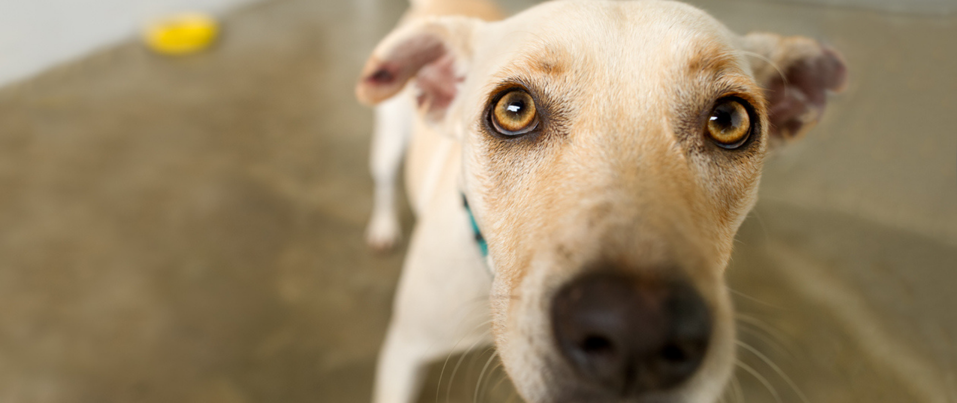 Tips for rehoming a dog Pet Advice Articles Vital Pet Club