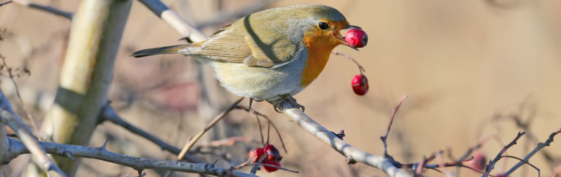 Best plants for garden birds