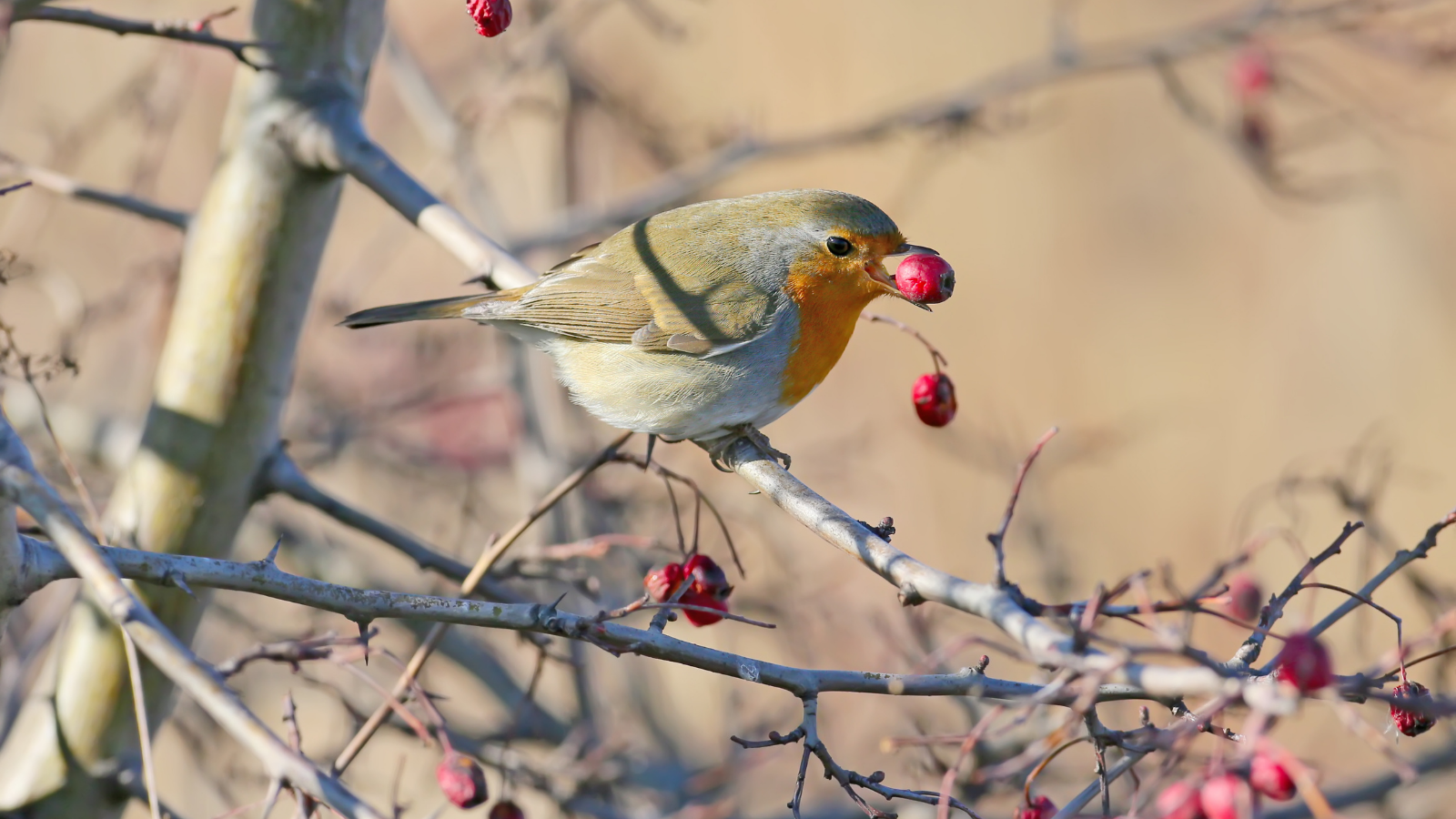 Best plants for garden birds Bird Advice Vital Pet Club