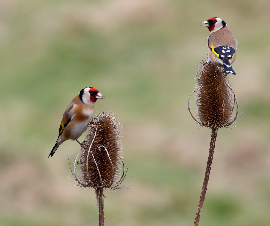 Goldfinch on teasel heads in article about best plants for garden birds.