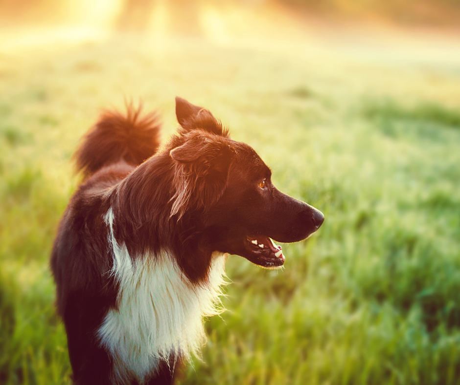 Dog walk at sunrise to avoid the heat and help keep dogs cool