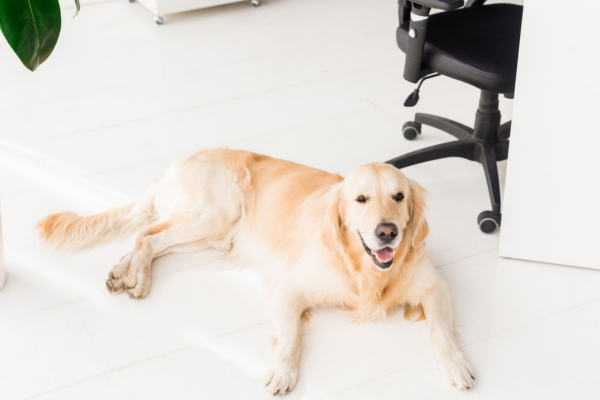 How to work from home with dogs