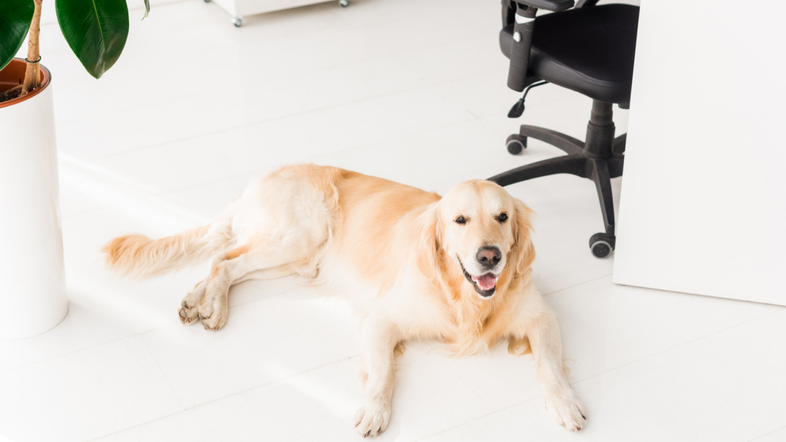 How to work from home with dogs Dog Advice Vital Pet Club