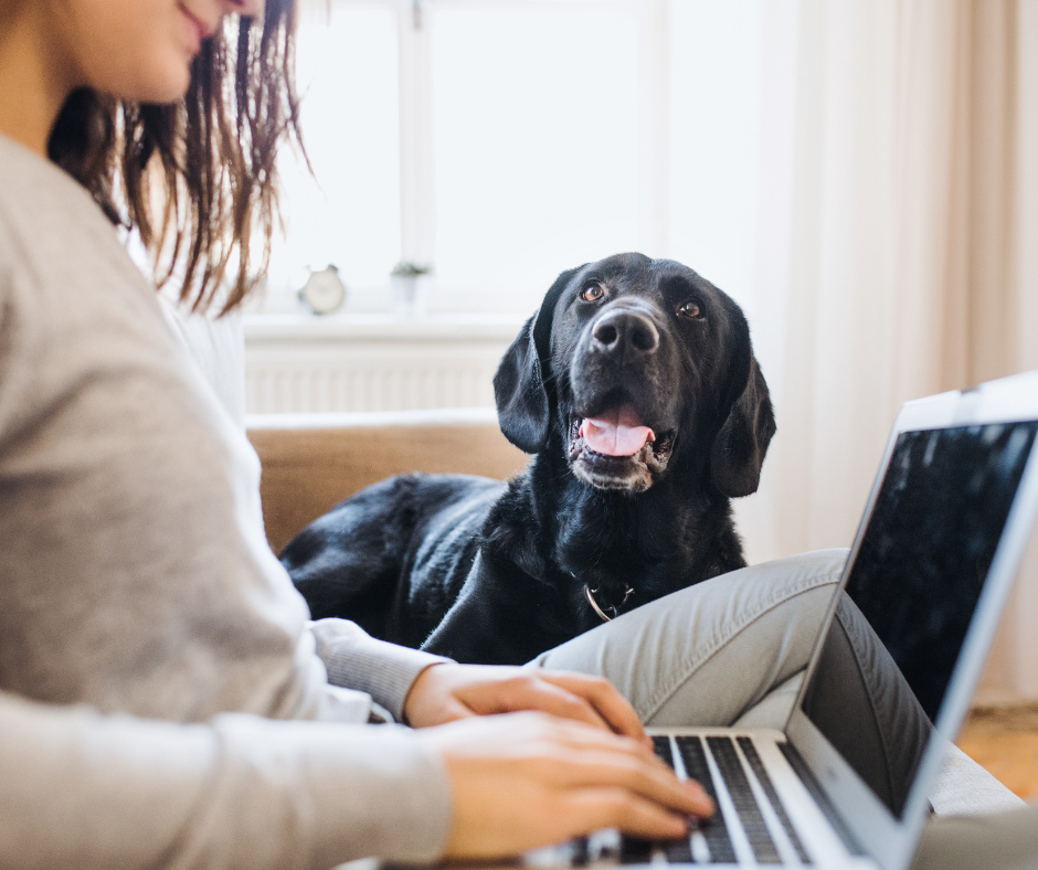 Photo of working from home with dogs. Woman typing at a laptop with a dog looking for attention.