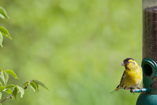 What do garden birds eat in the summer?